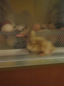 duck