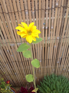 sunflower resized