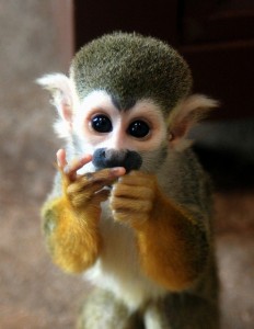 monkey